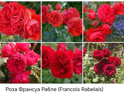 Француа Рабле