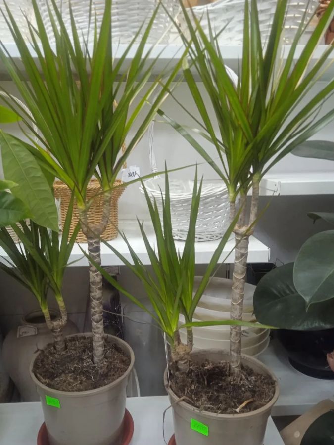 Драцена 70см