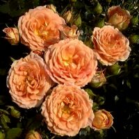 Абсент Фрэндз (Absent Friends) 2 сорт