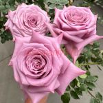 Авант Гард (Avant Garde) 2 сорт