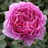 Айсвогель (Eisvogel) 2 сорт