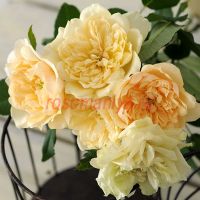 Акари (Akari) 2 сорт