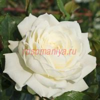 Аляска (Alaska) 2 сорт