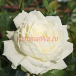 Аляска (Alaska) 2 сорт