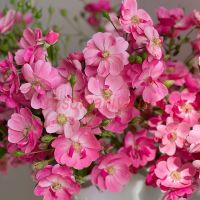 Ангела (Angela) 2 сорт