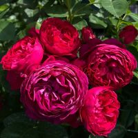 Аскот (Ascot) 2 сорт