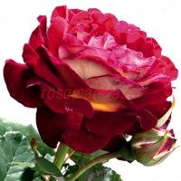 Бернард Масс (Bernard Masse) 2 сорт