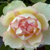 Бидермайер (Biedermeier) 2 сорт