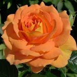 Голдэльзе (Goldelse) 2 сорт