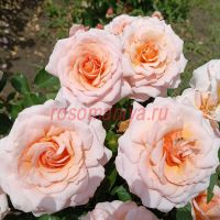 Грейт Экспектейшнс (Great Expectations) 2 сорт