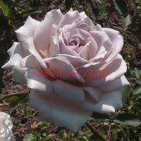 Даймонд Грей (Diamond Gray) 2 сорт