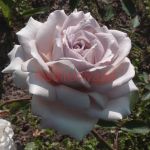 Даймонд Грей (Diamond Gray) 2 сорт