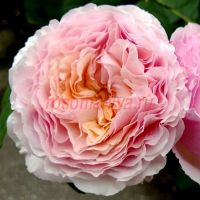 Делишес Гурмандайс (Delicious Gourmandise) 2 сорт