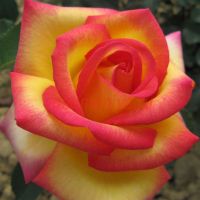 Жан Пиат (Jean Piat) 2 сорт