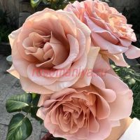 Кафе Латте (Cafe Latte) 2 сорт