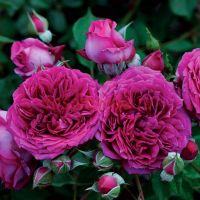 Лайк Но Азер (Like No Other) 2 сорт