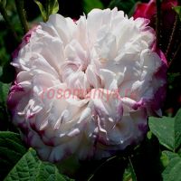 Леда (Leda) 2 сорт