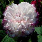 Леда (Leda) 2 сорт