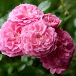 Миннехаха (Minnehaha) 2 сорт