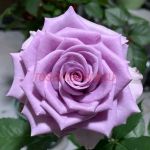 Найтингейл (Nightingale) 2 сорт