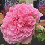 Николя Бриансон (Nicolas Briançon) 2 сорт