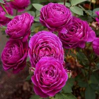 Олд Порт (Old Port) 2 сорт