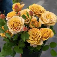 Пайн Дрим (Pine Dream) 2 сорт