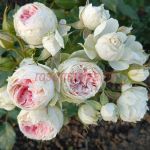 Пашмина (Pashmina) 2 сорт