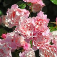 Порселейн Д*Ориент, Дафне (Porcelaine d'Orient, Daphne) 2 сорт