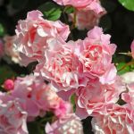 Порселейн Д*Ориент, Дафне (Porcelaine d'Orient, Daphne) 2 сорт