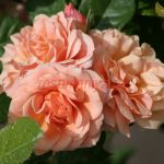 Принцесс Стефани Гран-Дюшес Эритье де Люксембург (Princesse Stephanie GD Heritiere de Luxembourg) 2 сорт