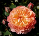 Роз де Жерберуа (Rose de Gerberoy) 2 сорт