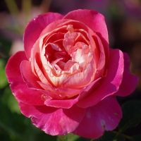 Сувенир де Люсьен Массад (Souvenir de Lucien Massad) 2 сорт