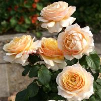 Сью Хипкин (Sue Hipkin) 2 сорт