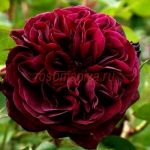 Традескант (Tradescant) 2 сорт