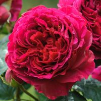 Хитклифф (Heathcliff) 2 сорт