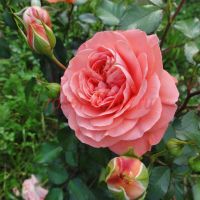 Шакенборг (Schackenborg) 2 сорт