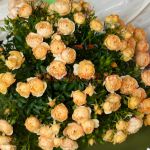 Эмбер Ковер (Amber Cover) 2 сорт