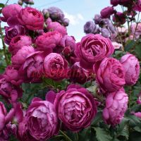 Эмперёр Шарль Катрием (Empereur Charles IV) 2 сорт