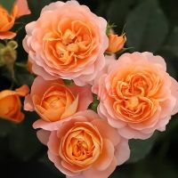 Джуси Террасса (Juicy Terrazza)