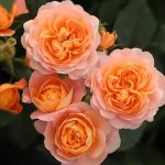 Джуси Террасса (Juicy Terrazza)