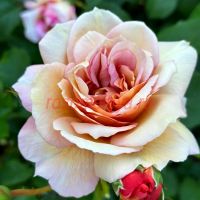 Бродери (Broderie)