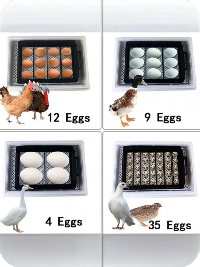 Инкубатор HHD EW9-12 на 12 яиц, автоматический переворот