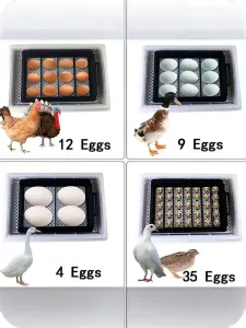 Инкубатор HHD EW9-12 на 12 яиц, автоматический переворот