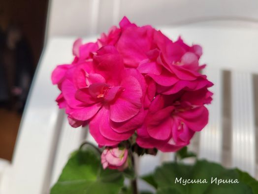 Шёлк Черномор