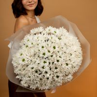 Хризантема  25 шт