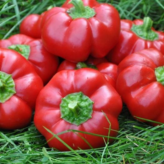 Перец сладкий Оленька, 50шт семян