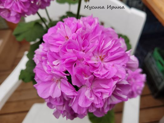 Шёлк Ладога