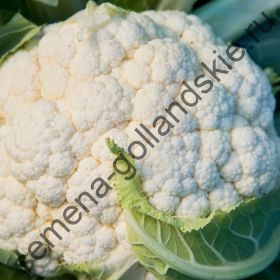 Капуста цветная "ОСЕННИЙ ГИГАНТ 2" (Herfstreuzen 2) 10 семян