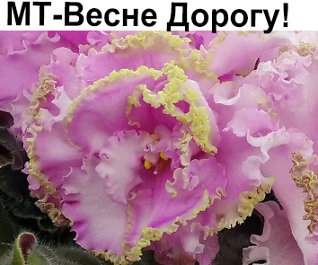 МТ-Весне Дорогу !(М.Тотиева)